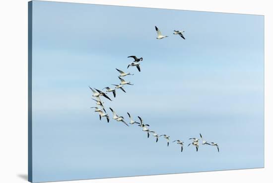 Migrating Flock of Snow Geese, Repulse Bay, Nanavut, Canada-Paul Souders-Stretched Canvas