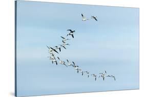 Migrating Flock of Snow Geese, Repulse Bay, Nanavut, Canada-Paul Souders-Stretched Canvas