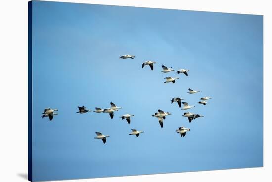 Migrating Flock of Snow Geese, Repulse Bay, Nanavut, Canada-Paul Souders-Stretched Canvas