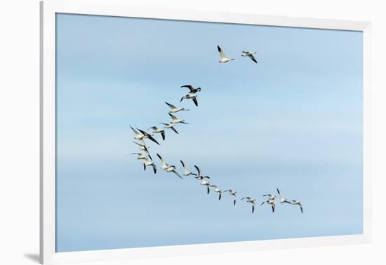 Migrating Flock of Snow Geese, Repulse Bay, Nanavut, Canada-Paul Souders-Framed Photographic Print