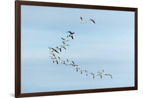 Migrating Flock of Snow Geese, Repulse Bay, Nanavut, Canada-Paul Souders-Framed Photographic Print