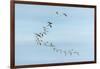 Migrating Flock of Snow Geese, Repulse Bay, Nanavut, Canada-Paul Souders-Framed Photographic Print