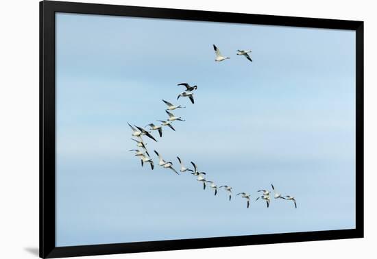 Migrating Flock of Snow Geese, Repulse Bay, Nanavut, Canada-Paul Souders-Framed Photographic Print