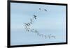 Migrating Flock of Snow Geese, Repulse Bay, Nanavut, Canada-Paul Souders-Framed Photographic Print