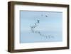 Migrating Flock of Snow Geese, Repulse Bay, Nanavut, Canada-Paul Souders-Framed Photographic Print