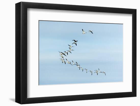 Migrating Flock of Snow Geese, Repulse Bay, Nanavut, Canada-Paul Souders-Framed Photographic Print