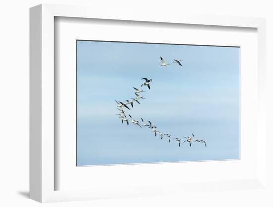 Migrating Flock of Snow Geese, Repulse Bay, Nanavut, Canada-Paul Souders-Framed Photographic Print