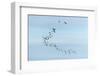 Migrating Flock of Snow Geese, Repulse Bay, Nanavut, Canada-Paul Souders-Framed Photographic Print