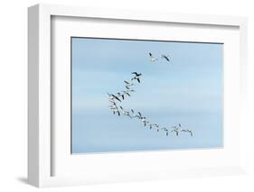 Migrating Flock of Snow Geese, Repulse Bay, Nanavut, Canada-Paul Souders-Framed Photographic Print