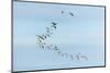 Migrating Flock of Snow Geese, Repulse Bay, Nanavut, Canada-Paul Souders-Mounted Photographic Print