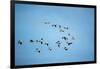 Migrating Flock of Snow Geese, Repulse Bay, Nanavut, Canada-Paul Souders-Framed Photographic Print