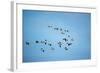 Migrating Flock of Snow Geese, Repulse Bay, Nanavut, Canada-Paul Souders-Framed Photographic Print