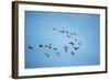 Migrating Flock of Snow Geese, Repulse Bay, Nanavut, Canada-Paul Souders-Framed Photographic Print