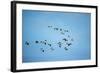 Migrating Flock of Snow Geese, Repulse Bay, Nanavut, Canada-Paul Souders-Framed Photographic Print