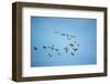 Migrating Flock of Snow Geese, Repulse Bay, Nanavut, Canada-Paul Souders-Framed Photographic Print