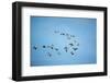 Migrating Flock of Snow Geese, Repulse Bay, Nanavut, Canada-Paul Souders-Framed Photographic Print