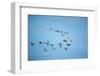 Migrating Flock of Snow Geese, Repulse Bay, Nanavut, Canada-Paul Souders-Framed Photographic Print