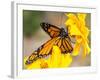 Migrating Monarch Butterlies in Autumn-Wolterk-Framed Premium Photographic Print