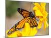 Migrating Monarch Butterlies in Autumn-Wolterk-Mounted Premium Photographic Print