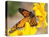Migrating Monarch Butterlies in Autumn-Wolterk-Stretched Canvas