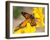 Migrating Monarch Butterlies in Autumn-Wolterk-Framed Photographic Print