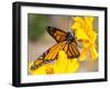 Migrating Monarch Butterlies in Autumn-Wolterk-Framed Photographic Print