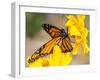 Migrating Monarch Butterlies in Autumn-Wolterk-Framed Photographic Print
