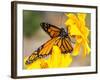 Migrating Monarch Butterlies in Autumn-Wolterk-Framed Photographic Print