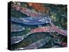 Migrating Salmon, Washington, USA-William Sutton-Stretched Canvas