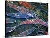 Migrating Salmon, Washington, USA-William Sutton-Stretched Canvas