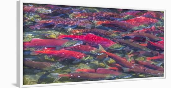 Migrating sockeye salmon, Katmai National Park, Alaska, USA-Art Wolfe-Framed Photographic Print