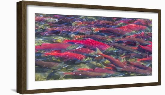 Migrating sockeye salmon, Katmai National Park, Alaska, USA-Art Wolfe-Framed Photographic Print
