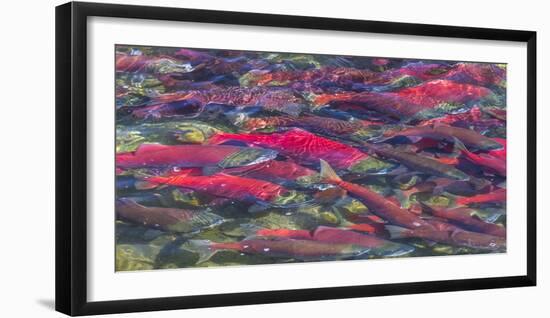 Migrating sockeye salmon, Katmai National Park, Alaska, USA-Art Wolfe-Framed Photographic Print