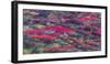 Migrating sockeye salmon, Katmai National Park, Alaska, USA-Art Wolfe-Framed Photographic Print