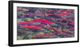 Migrating sockeye salmon, Katmai National Park, Alaska, USA-Art Wolfe-Framed Photographic Print