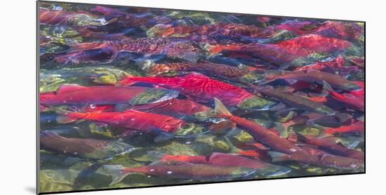 Migrating sockeye salmon, Katmai National Park, Alaska, USA-Art Wolfe-Mounted Photographic Print