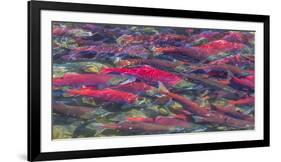 Migrating sockeye salmon, Katmai National Park, Alaska, USA-Art Wolfe-Framed Photographic Print