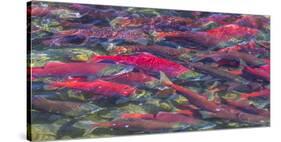 Migrating sockeye salmon, Katmai National Park, Alaska, USA-Art Wolfe-Stretched Canvas