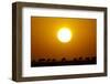 Migrating Wildebeest at Sunrise in Masai Mara National Reserve-Paul Souders-Framed Photographic Print