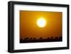 Migrating Wildebeest at Sunrise in Masai Mara National Reserve-Paul Souders-Framed Photographic Print