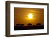 Migrating Wildebeest at Sunrise in Masai Mara National Reserve-Paul Souders-Framed Photographic Print