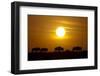 Migrating Wildebeest at Sunrise in Masai Mara National Reserve-Paul Souders-Framed Photographic Print