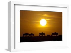 Migrating Wildebeest at Sunrise in Masai Mara National Reserve-Paul Souders-Framed Photographic Print