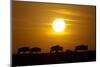 Migrating Wildebeest at Sunrise in Masai Mara National Reserve-Paul Souders-Mounted Photographic Print