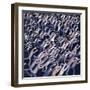 Migration no.2, 2005-Evelyn Williams-Framed Giclee Print