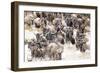 Migratory blue wildebeest (Connochaetes taurinus) crossing the Mara River-Godong-Framed Photographic Print