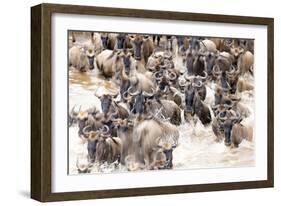 Migratory blue wildebeest (Connochaetes taurinus) crossing the Mara River-Godong-Framed Photographic Print