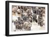 Migratory blue wildebeest (Connochaetes taurinus) crossing the Mara River-Godong-Framed Photographic Print