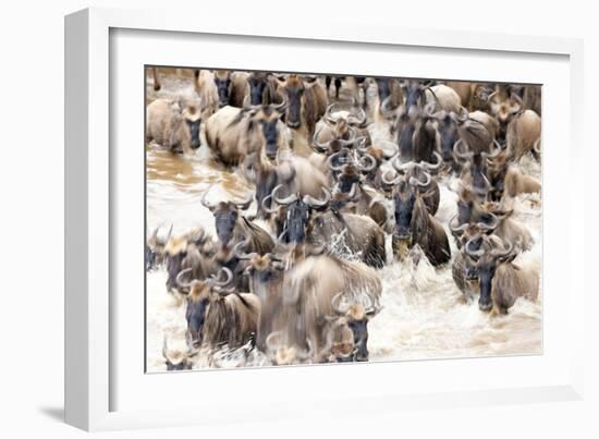 Migratory blue wildebeest (Connochaetes taurinus) crossing the Mara River-Godong-Framed Photographic Print