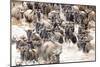 Migratory blue wildebeest (Connochaetes taurinus) crossing the Mara River-Godong-Mounted Photographic Print